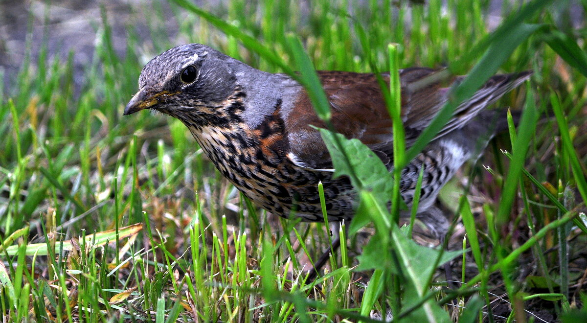 ..... - Анатолий Анищик