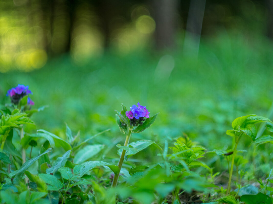 ___ - Yuriy V ___ - Yuriy V