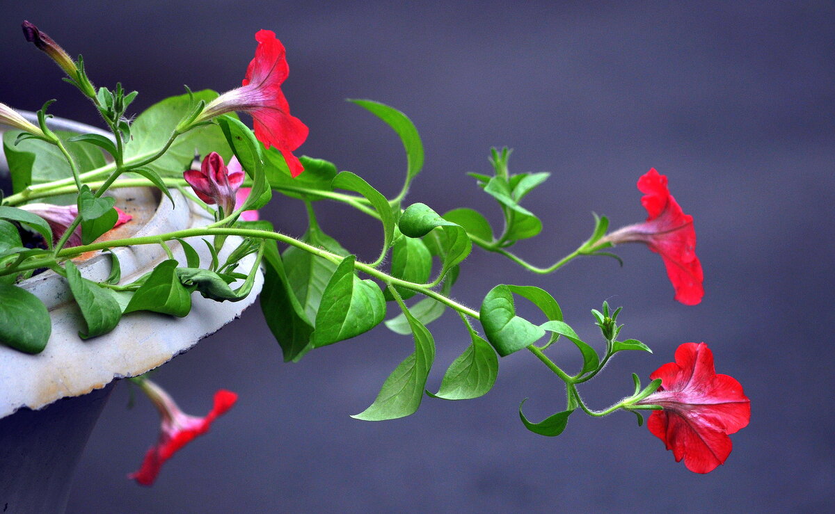 Тянемся к свету. - Анатолий Анищик Тянемся к свету. - Анатолий Анищик