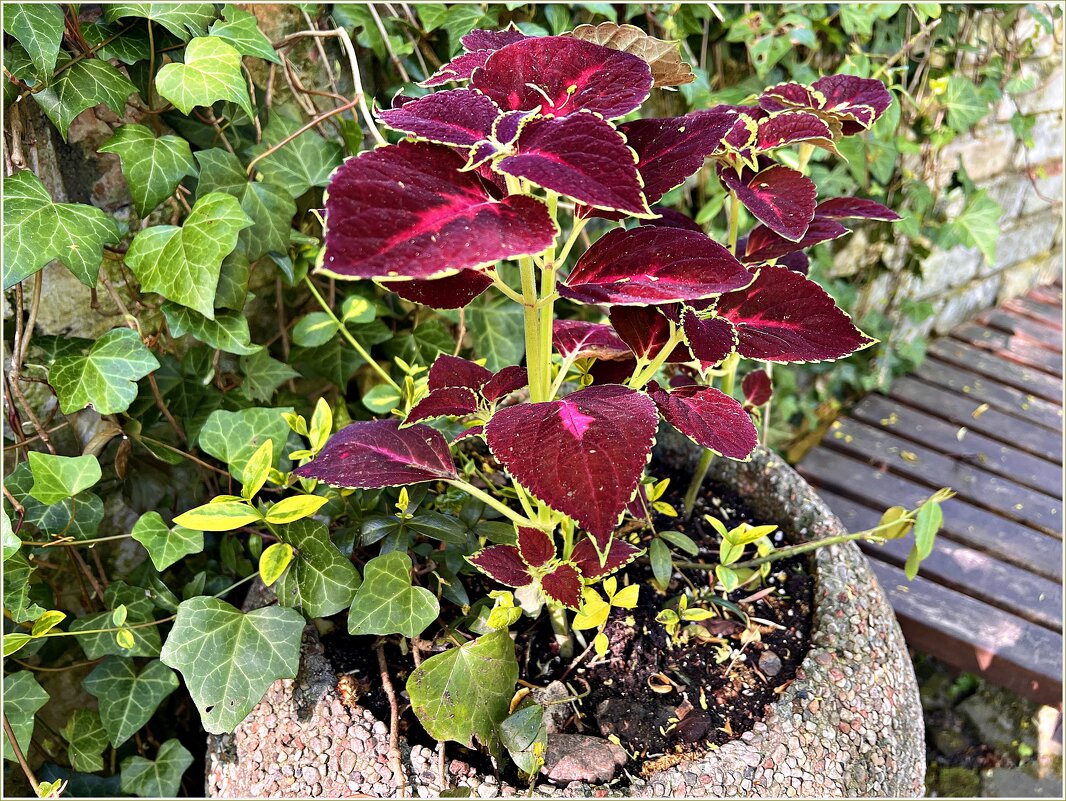 Колеус. - Валерия Комова Колеус. - Валерия Комова