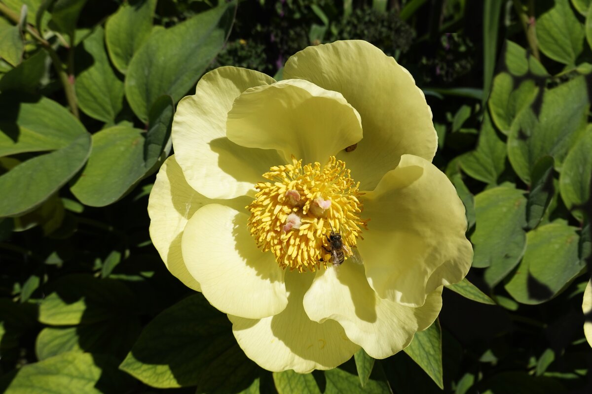 "Дикие пионы Сейчас - их время. В чудесном полном цветении:..." - Галина 