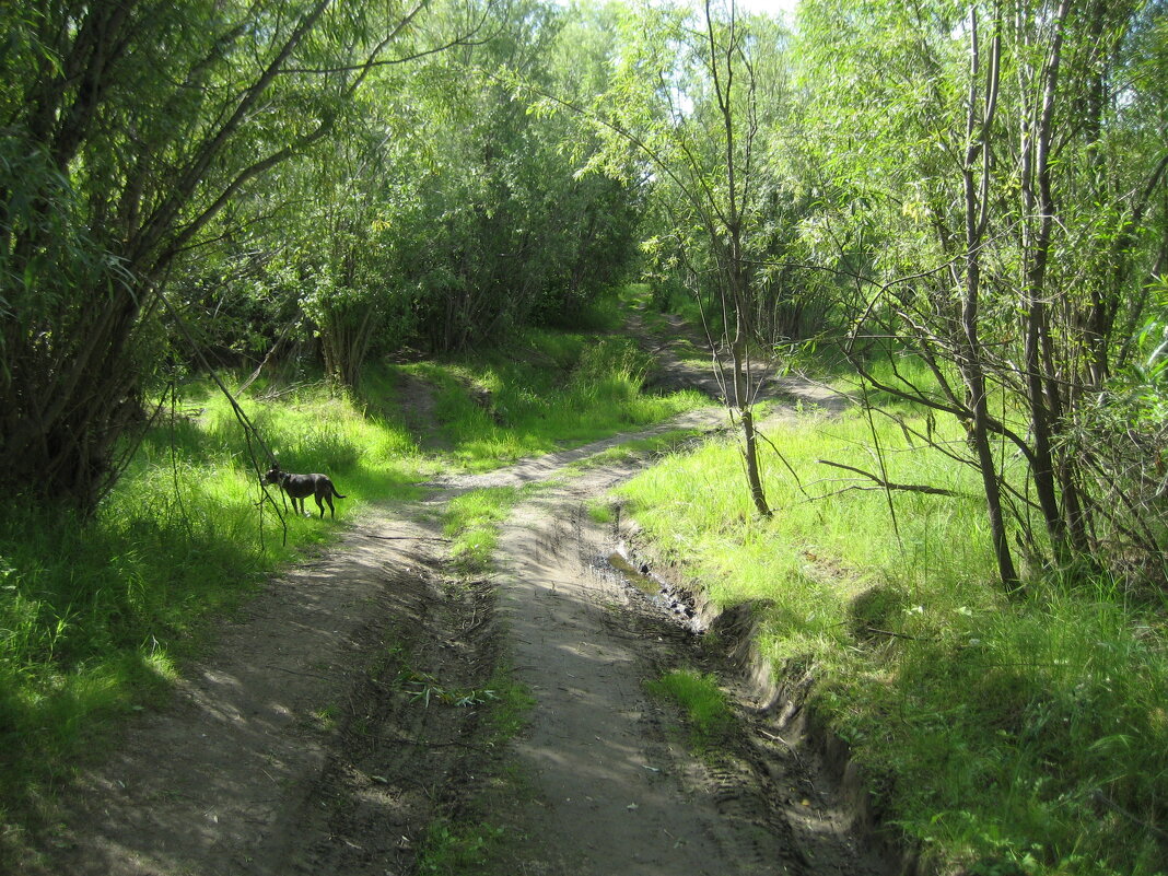 Комариными тропами - Anna Ivanova Комариными тропами - Anna Ivanova