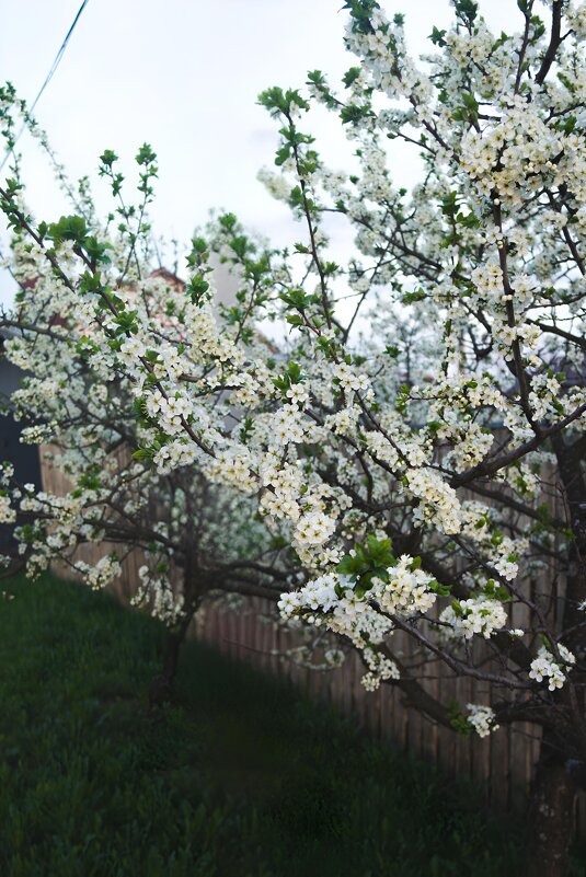 Цветение. - Светлана Мишенёва