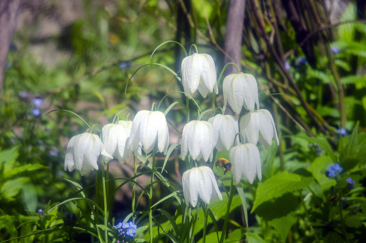дорогу шмелю - Lyubov Busova