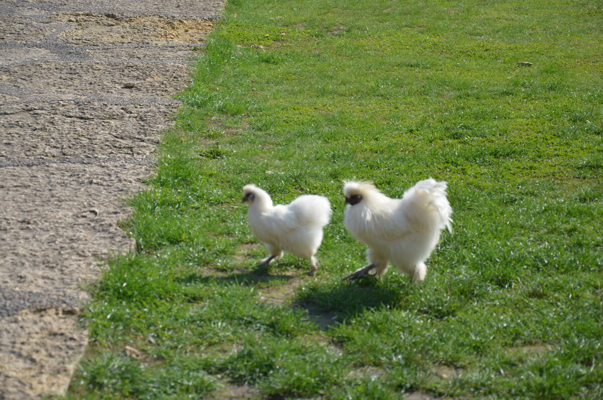 Китайские куры - Андрей Л. В. Китайские куры - Андрей Л. В.