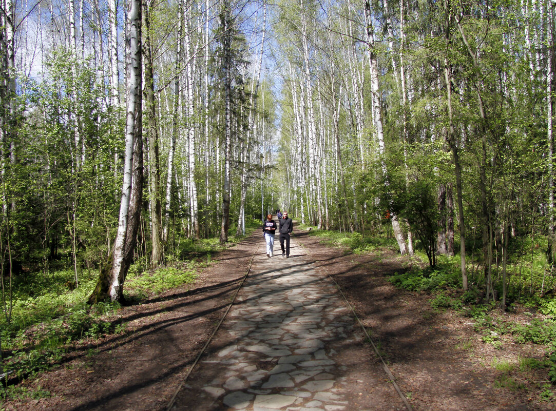 В Черняевском лесу - Евгений Шафер В Черняевском лесу - Евгений Шафер