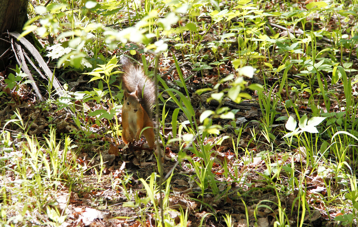 Лесная гостья - Евгений Шафер Лесная гостья - Евгений Шафер