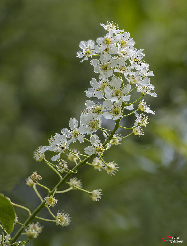 Цветочек - Андрей Пристяжнюк