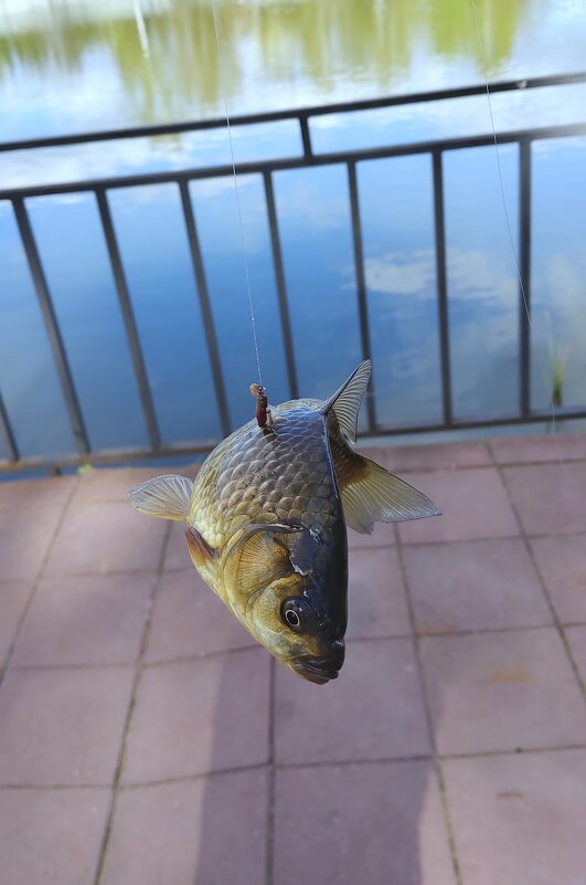 Ловись рыбка. - Александр Кондаков Ловись рыбка. - Александр Кондаков