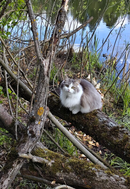 Озёрная кошка - Александр Кондаков Озёрная кошка - Александр Кондаков