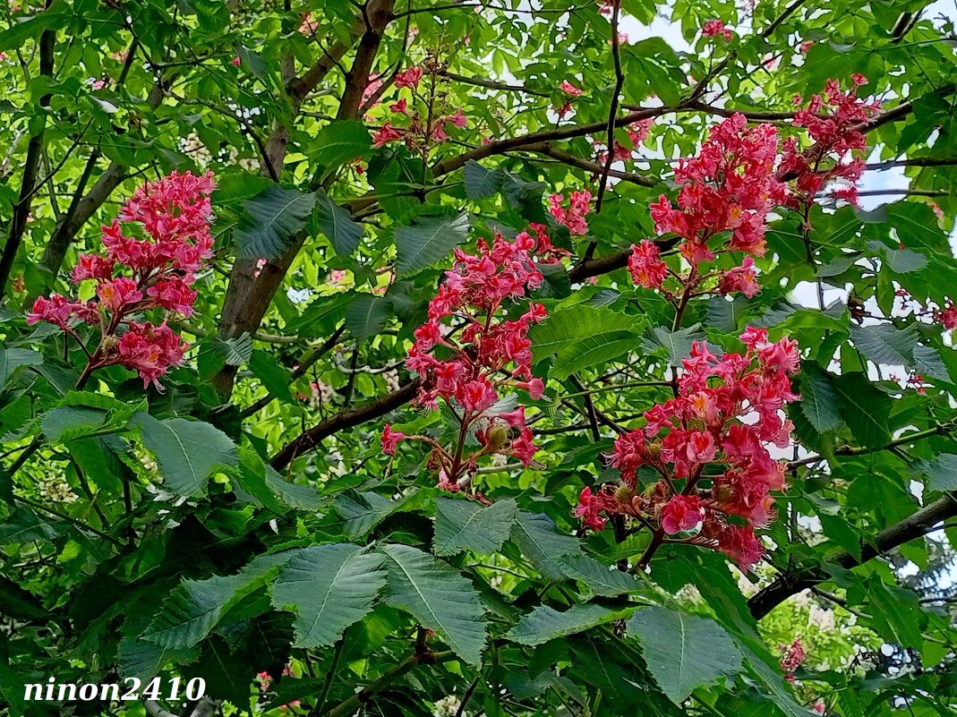 Каштан красный конский - Нина Бутко Каштан красный конский - Нина Бутко