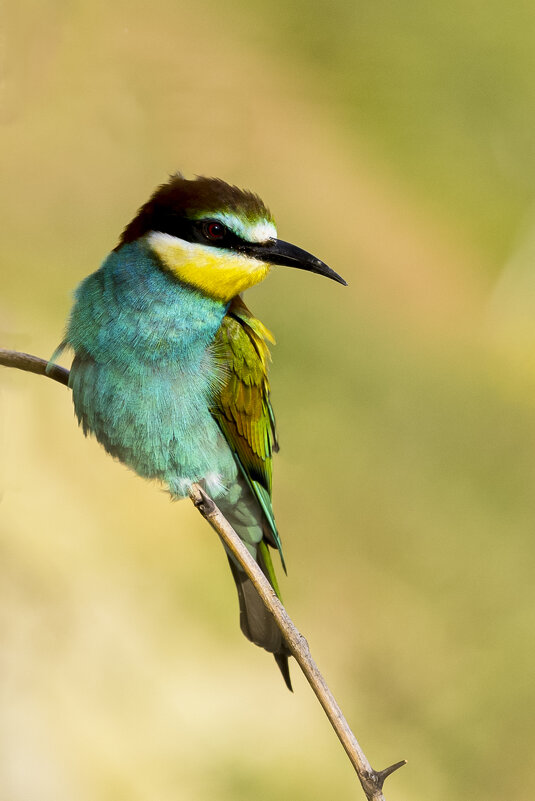 *** - Валерий Черняк *** - Валерий Черняк