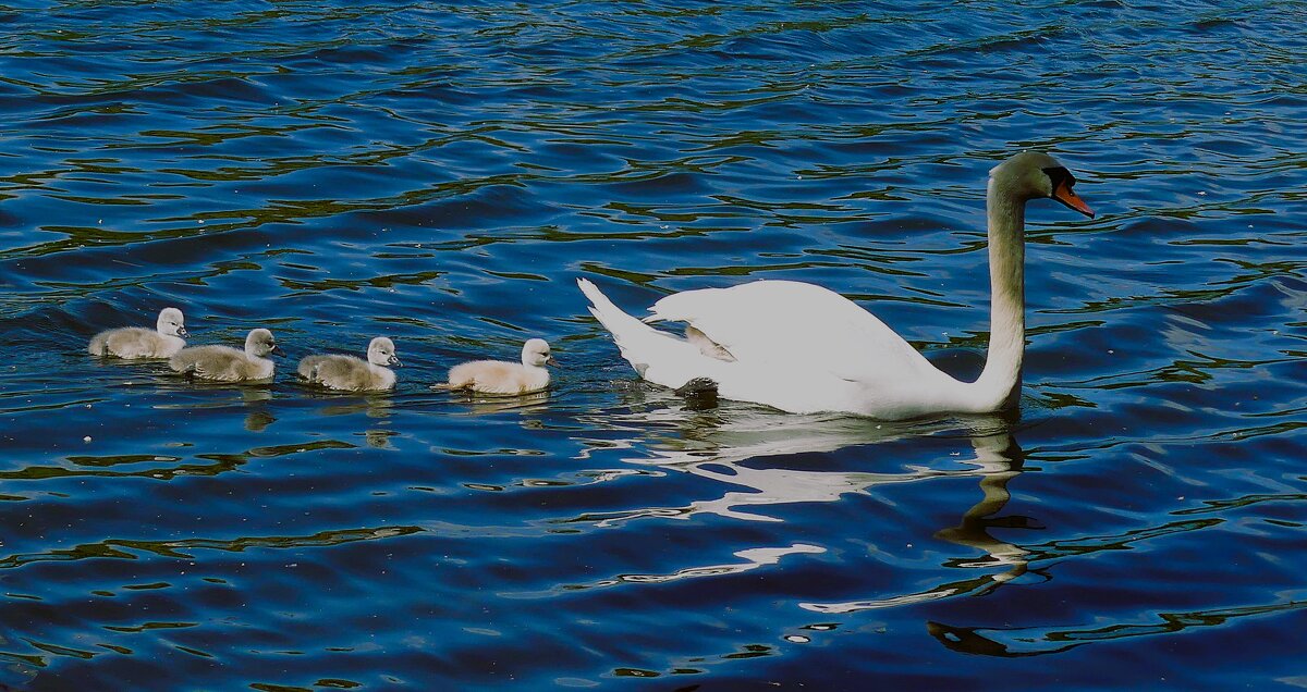 Мама всему научит! - Владимир Манкер Мама всему научит! - Владимир Манкер