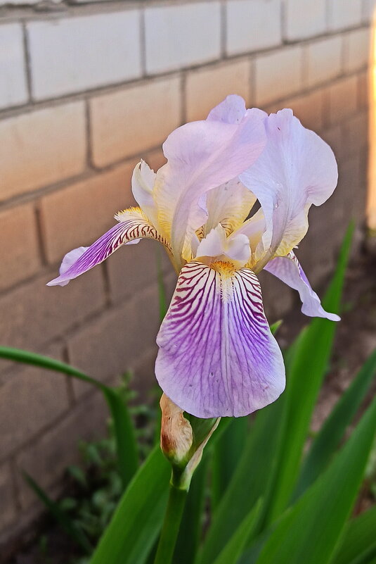 Ирис. - Игорь Родионов