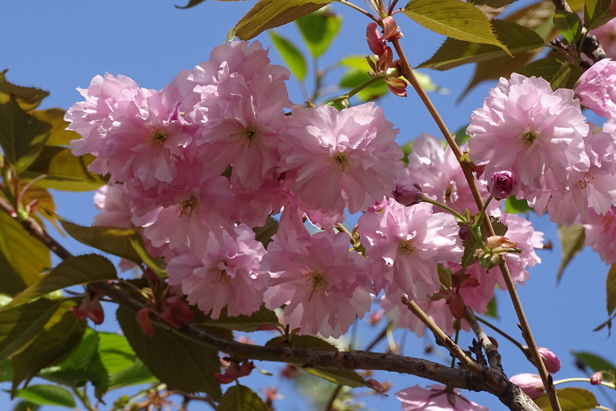 цветы сакуры - Anna-Sabina Anna-Sabina цветы сакуры - Anna-Sabina Anna-Sabina