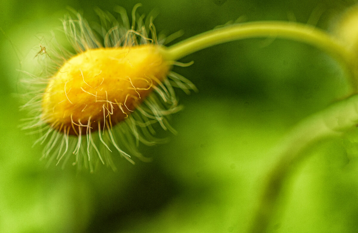 Бутон чистотела большого - Андрей Жданов