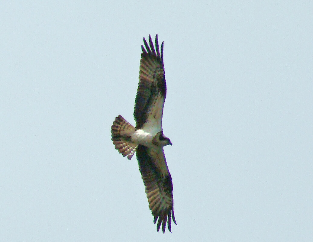 скопа - gawrilа - dan скопа - gawrilа - dan