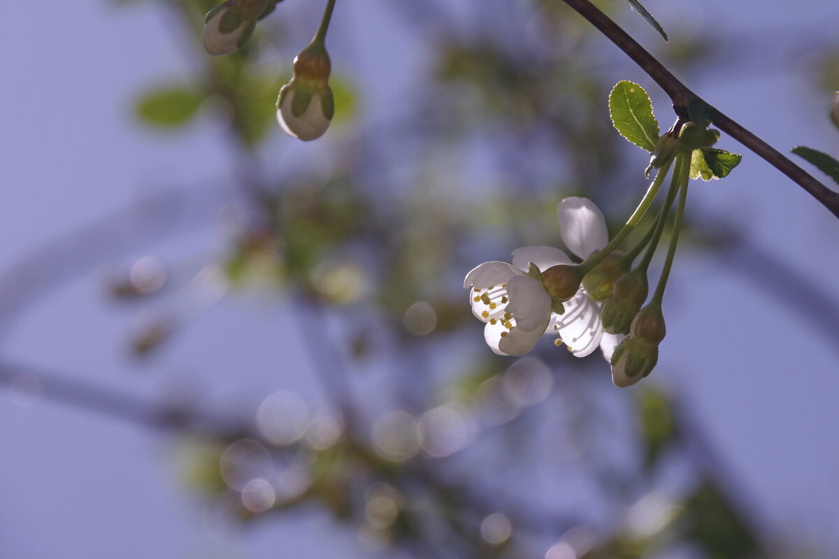 цветки яблони - Сергей Швечков