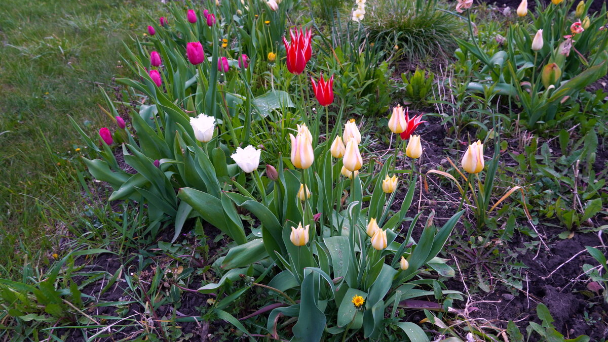 Тюльпаны. - Alex 711402