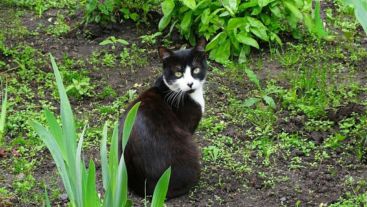 Кошка на клумбе (случайный снимок). - Милешкин Владимир Алексеевич Кошка на клумбе (случайный снимок). - Милешкин Владимир Алексеевич