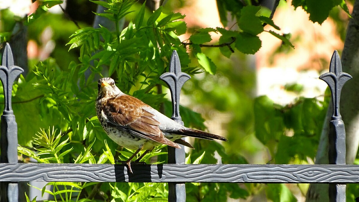 Из жизни дроздов - Милешкин Владимир Алексеевич Из жизни дроздов - Милешкин Владимир Алексеевич