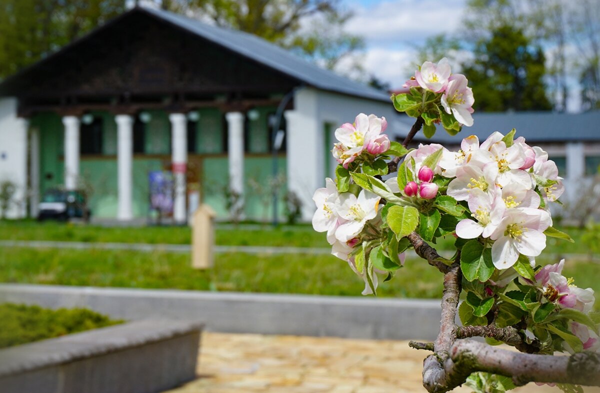 Весны цветение - Ольга Весны цветение - Ольга