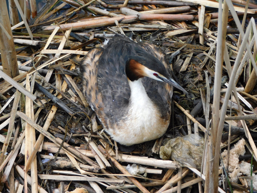 Чомга или большая поганка - Наиля Чомга или большая поганка - Наиля