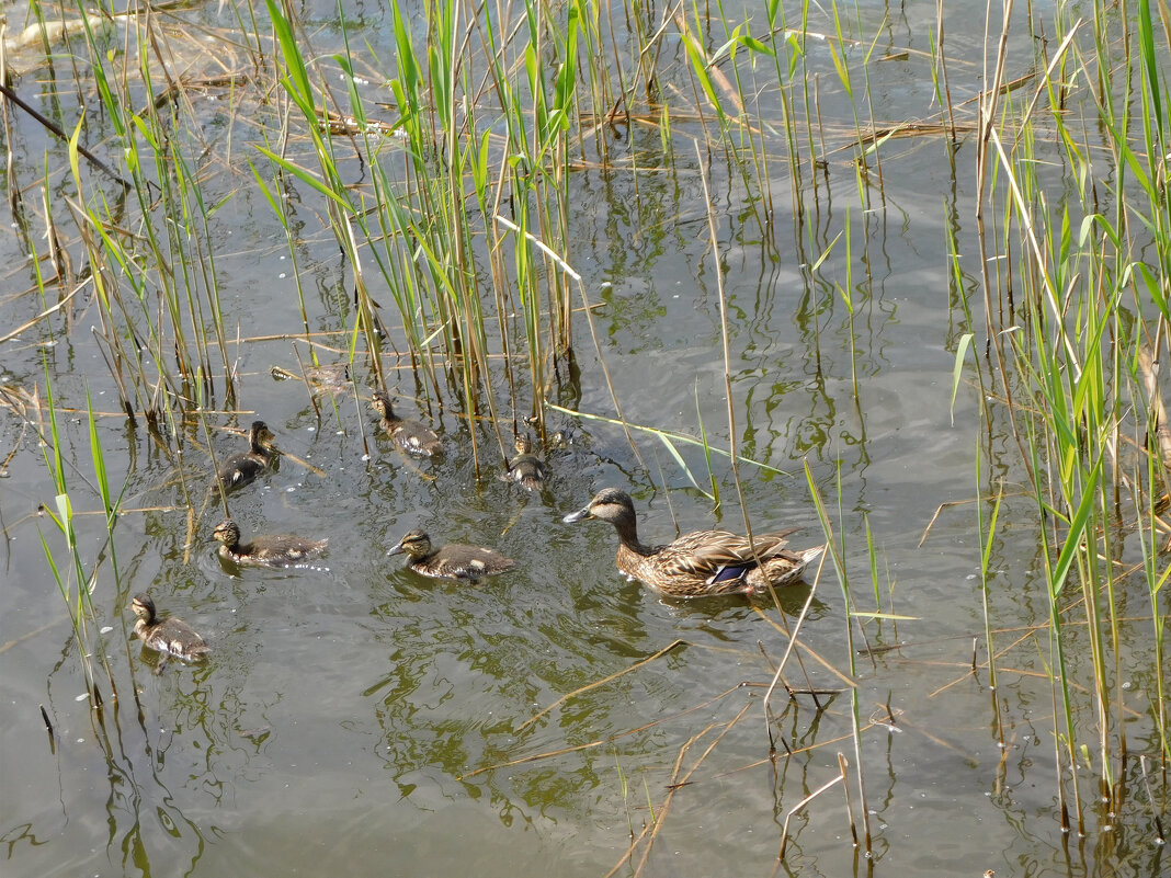 Кряква с выводком - Наиля Кряква с выводком - Наиля