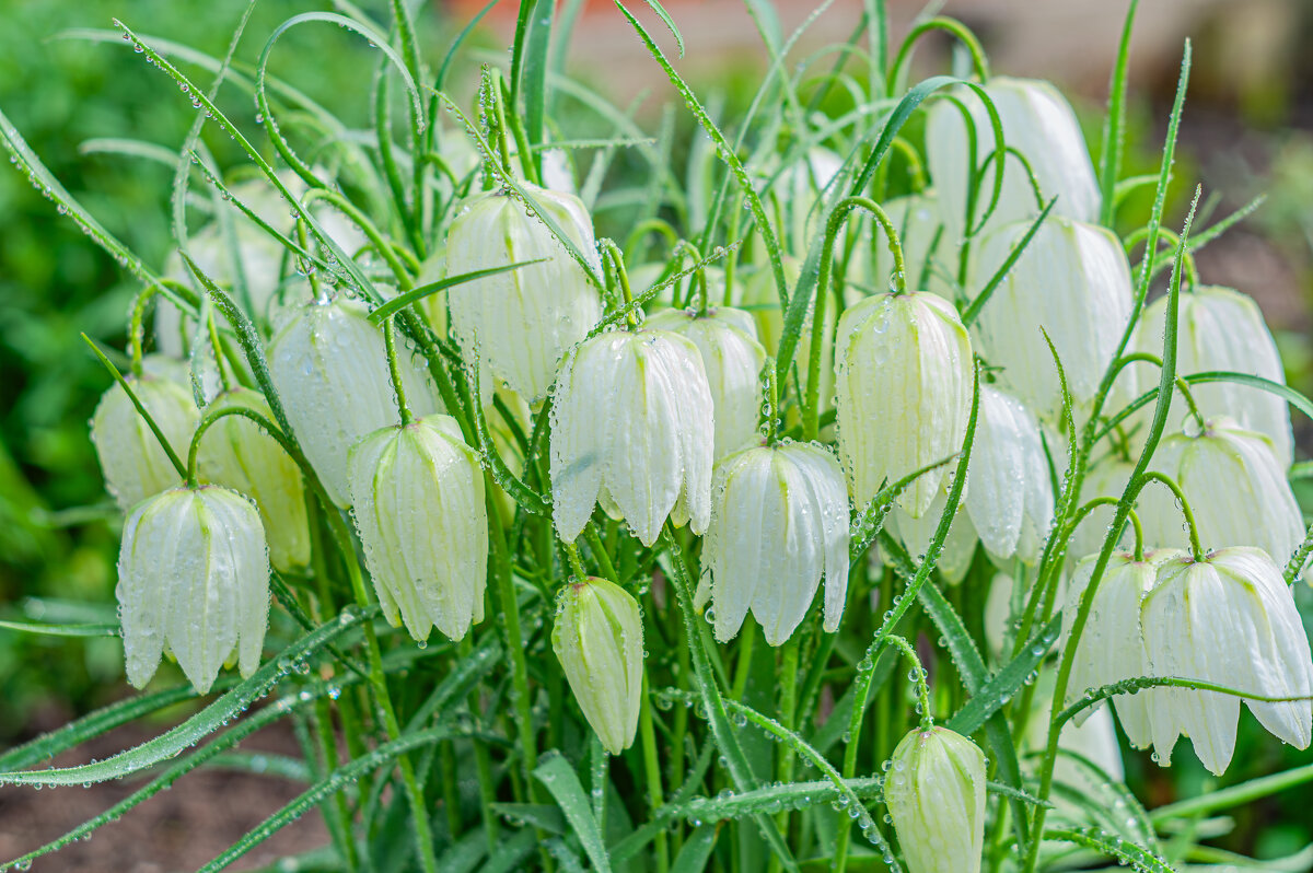 Весенние цветы - Александр Филатов Весенние цветы - Александр Филатов