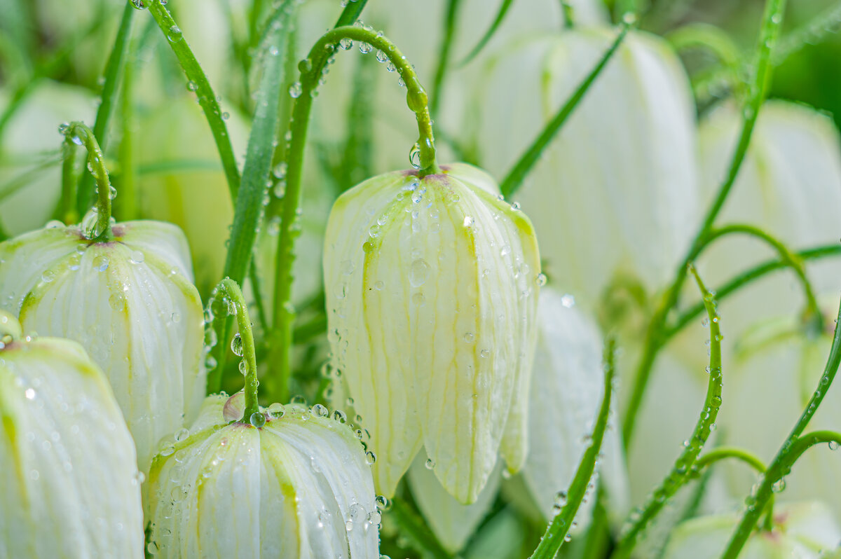 Весенние цветы - Александр Филатов
