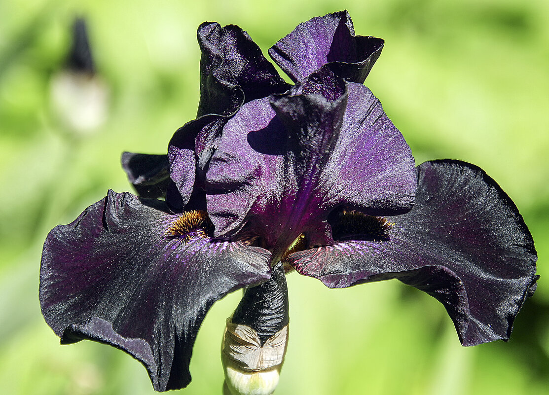 Про ирисы - Андроник Александр Про ирисы - Андроник Александр
