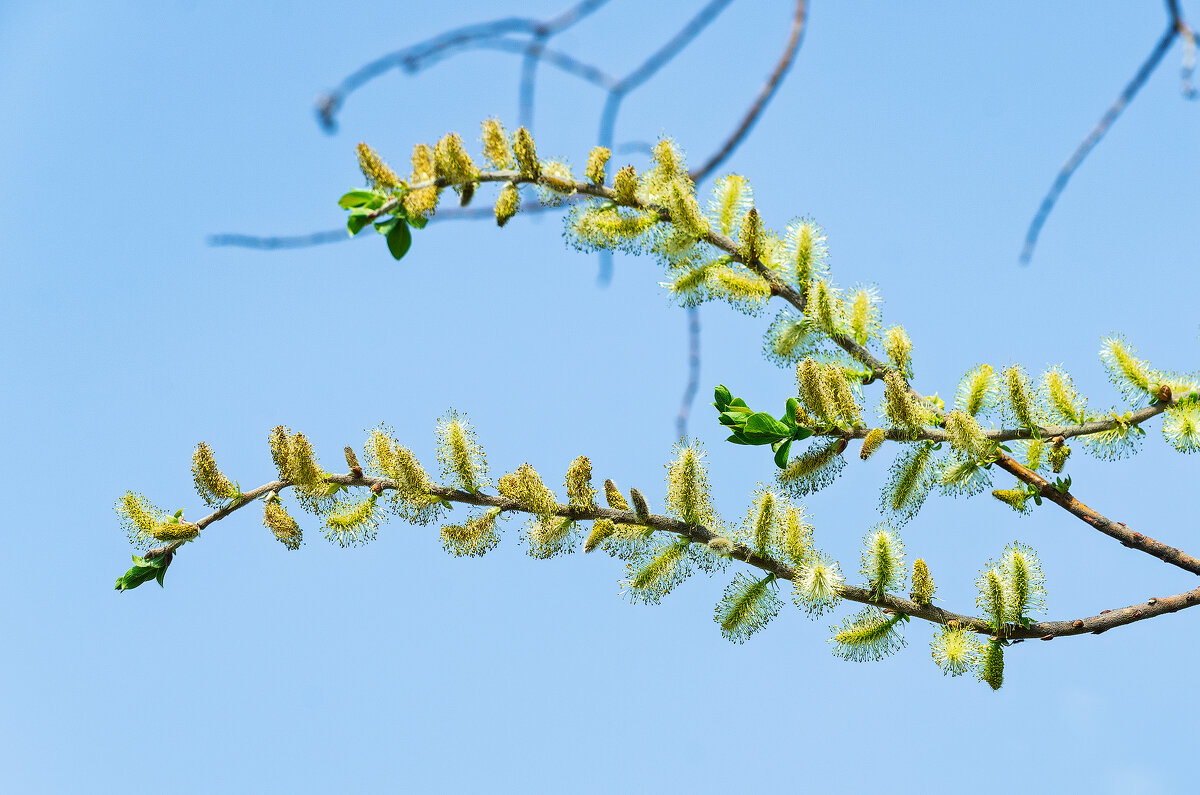 *** - Виктор Иванович Чернюк *** - Виктор Иванович Чернюк