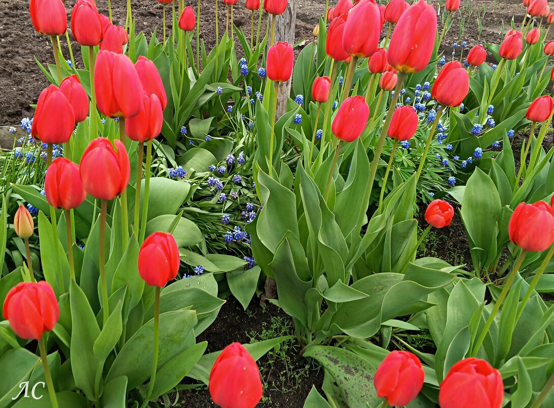 Тюльпаны, ах тюльпаны! - Любовь Сахарова