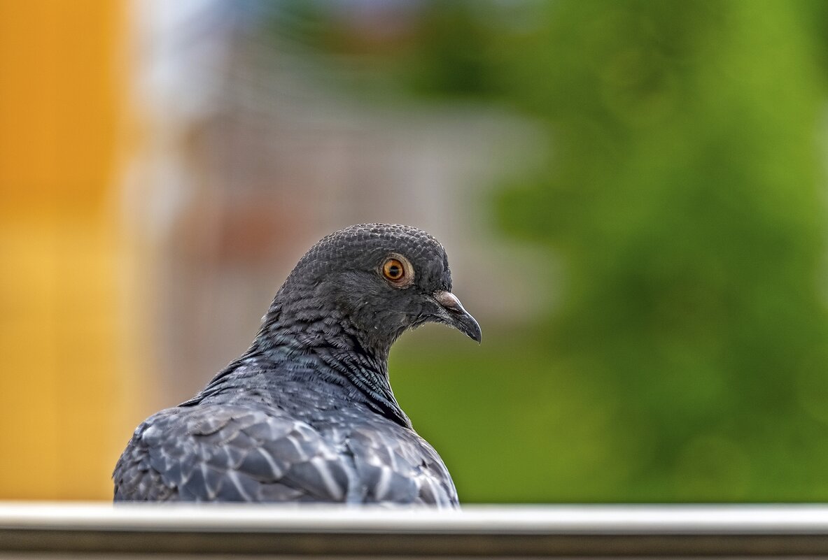 Насторожился - Валерий Иванович Насторожился - Валерий Иванович