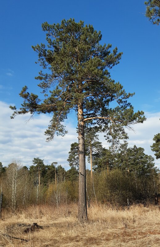 Весна идёт, весне дорогу! - Галина Минчук Весна идёт, весне дорогу! - Галина Минчук