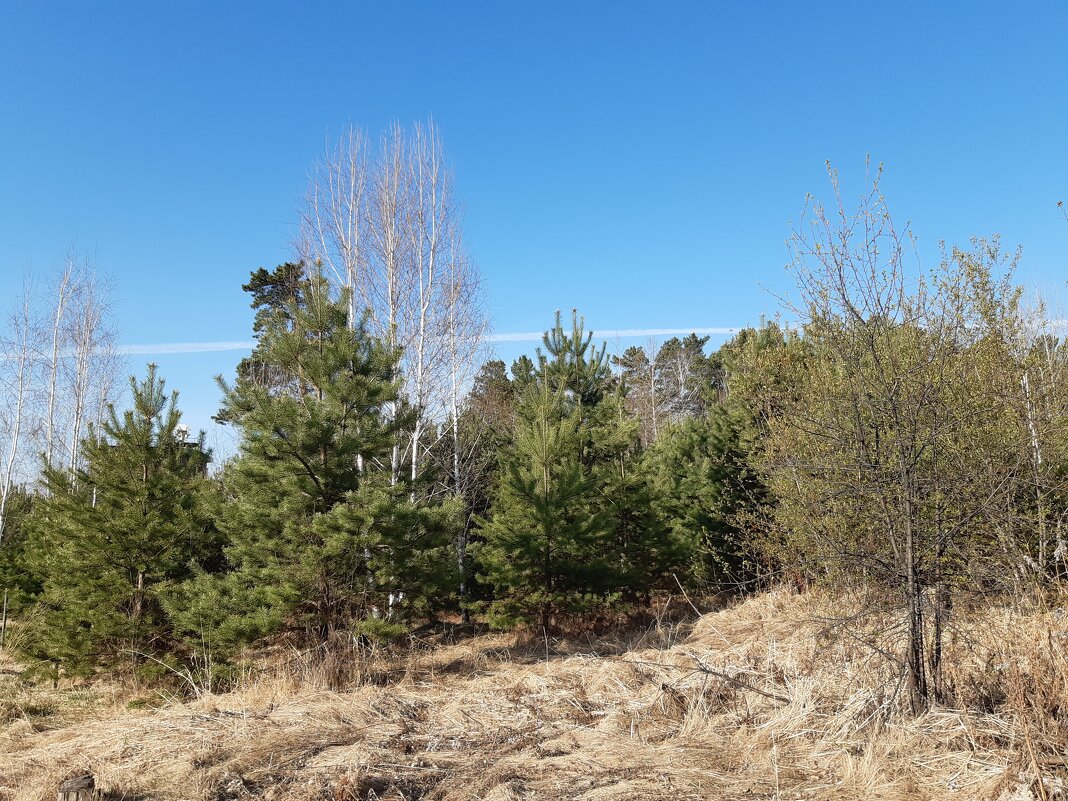 Весна идёт, весне дорогу! - Галина Минчук Весна идёт, весне дорогу! - Галина Минчук