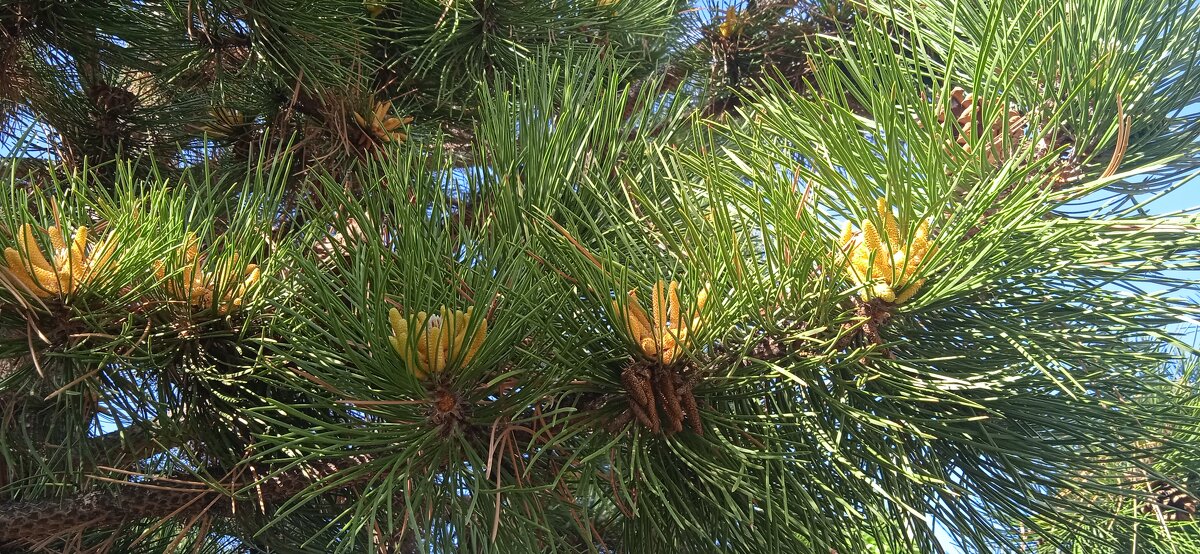 розы сосновые - Елена Шаламова