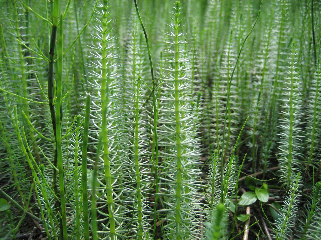 Хвостник - Anna Ivanova