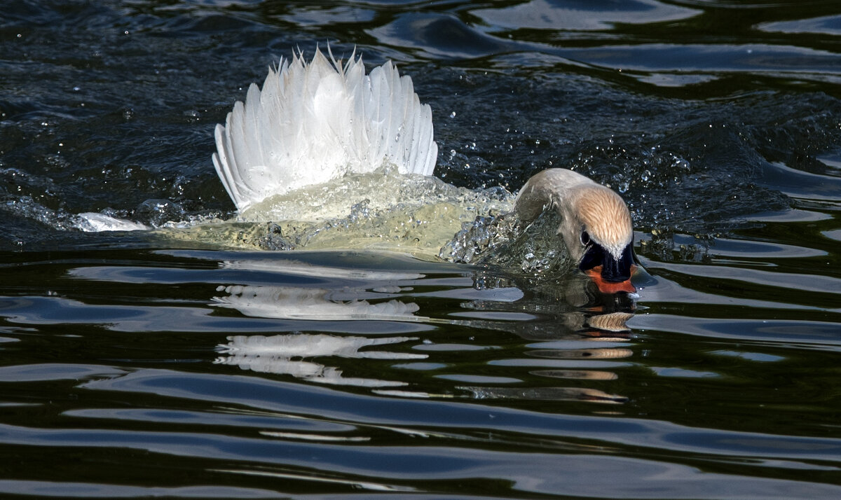 Лебеди умеют плавать в стиле баттерфляй.(1) - Владимир Безбородов