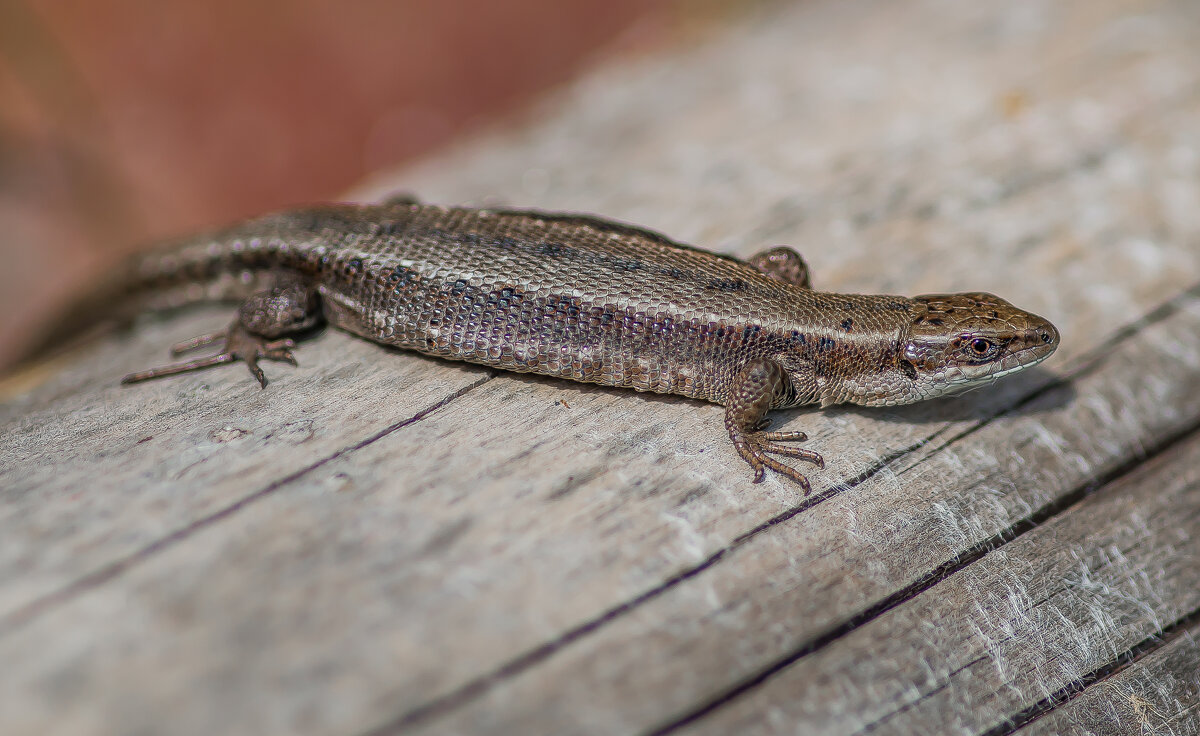 Дачная гостья. - Sergey (Apg)