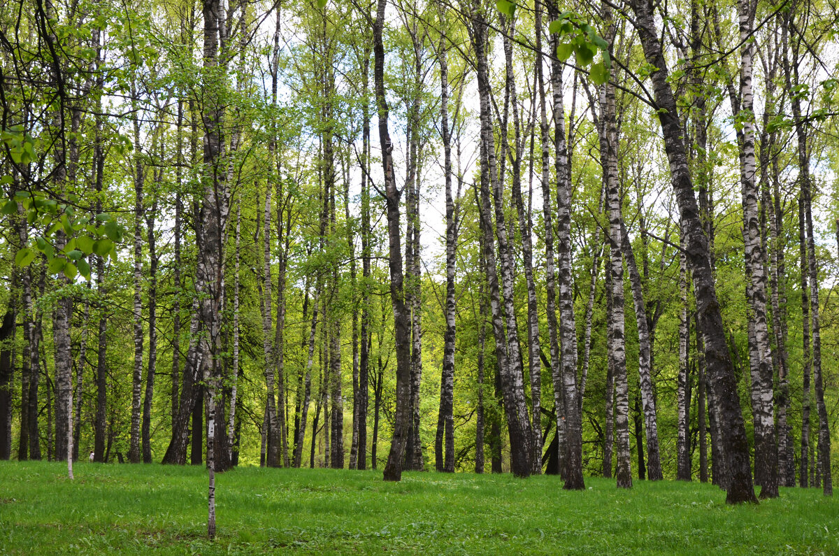 Москва. Царская усадьба Измайлово, XVII в. - Наташа ***** Москва. Царская усадьба Измайлово, XVII в. - Наташа *****