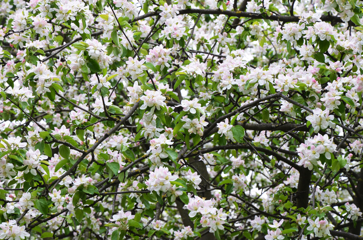 Москва. Царская усадьба Измайлово, XVII в. - Наташа ***** Москва. Царская усадьба Измайлово, XVII в. - Наташа *****
