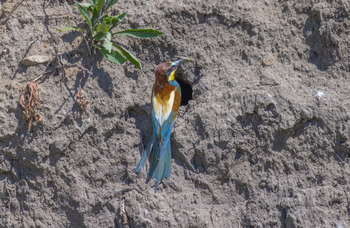 золотистые щурки - юрий макаров золотистые щурки - юрий макаров