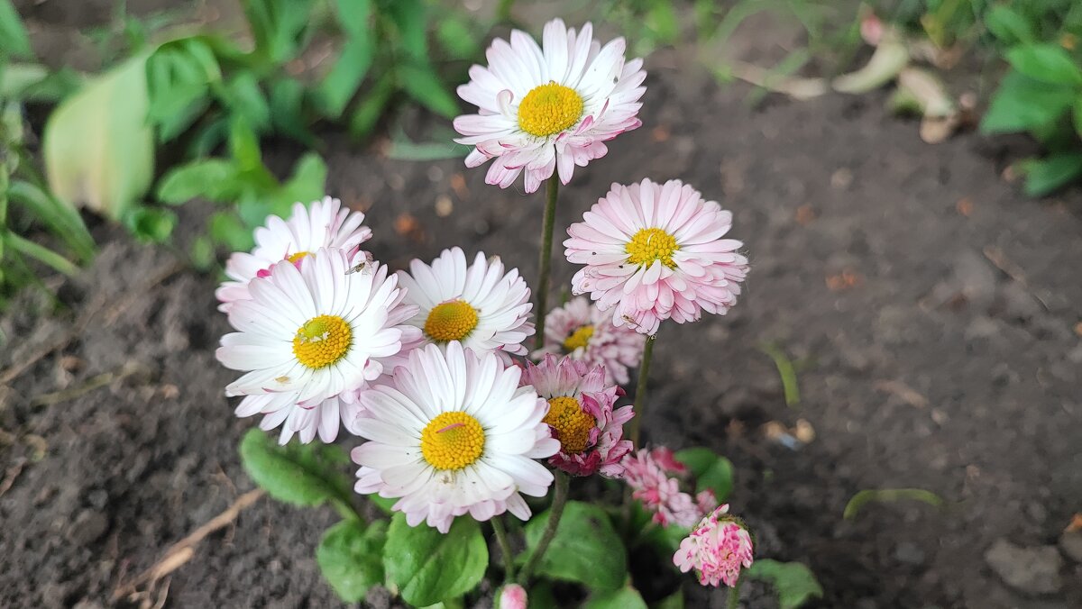 ,,, - Сергей Тимоновский