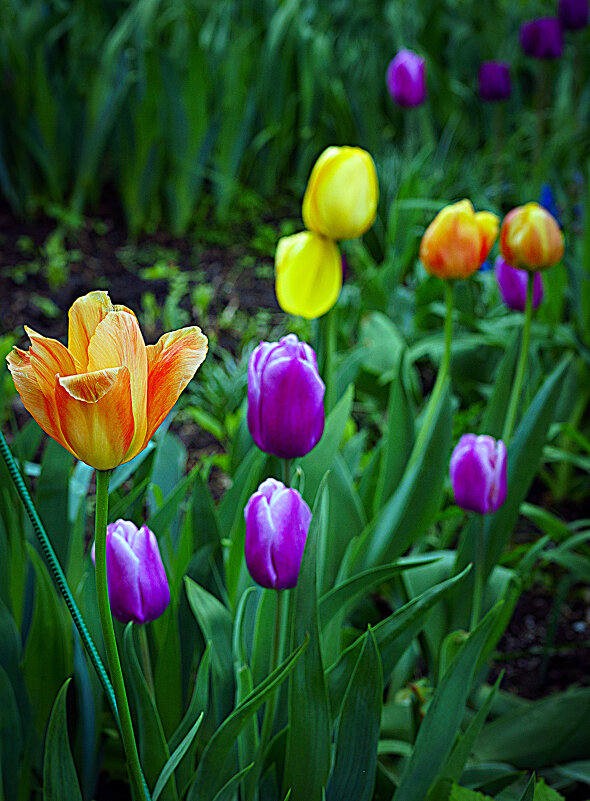 Тюльпаны - Владимир Кроливец Тюльпаны - Владимир Кроливец