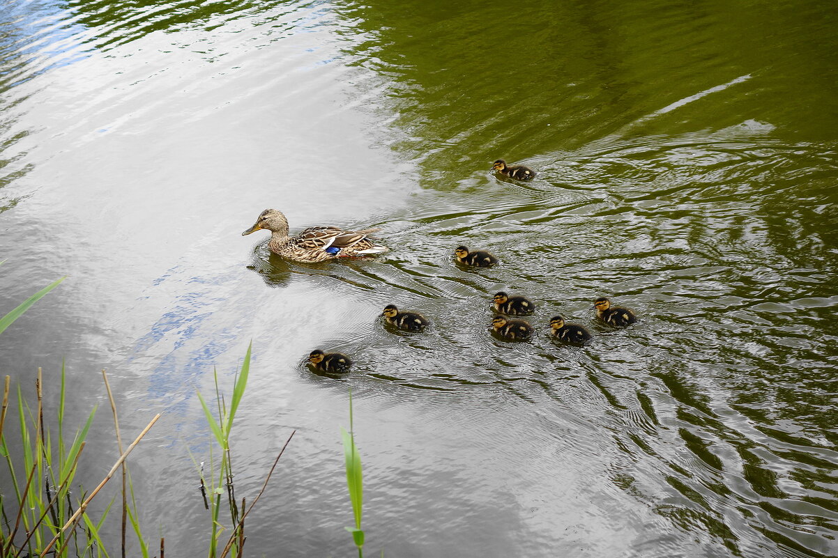 Утица с выводком - Рита Симонова