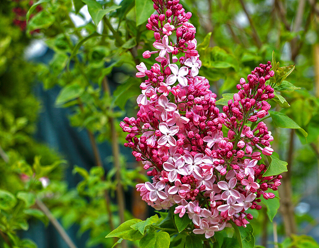 Сиреневый май - Светлана Сиреневый май - Светлана