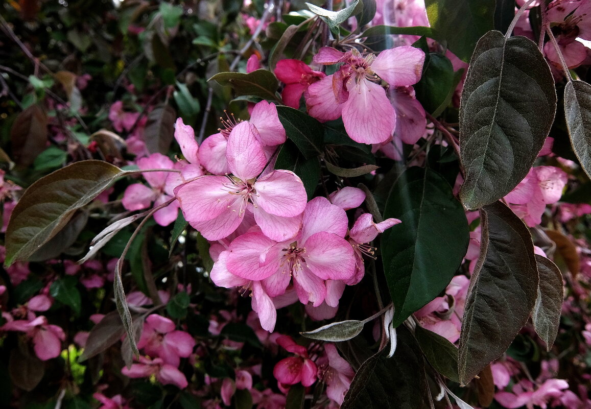 Розовые яблони цветы тёплою весеннею порой. Отголоски утренней звезды,нежно окаймлённые зарёй. - Люба 