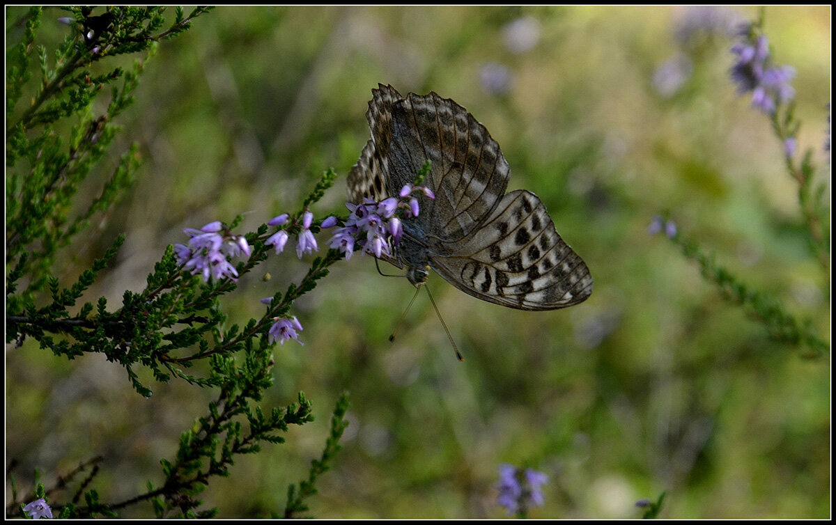 Перломутровка лесная - Aleksandr Gal Перломутровка лесная - Aleksandr Gal