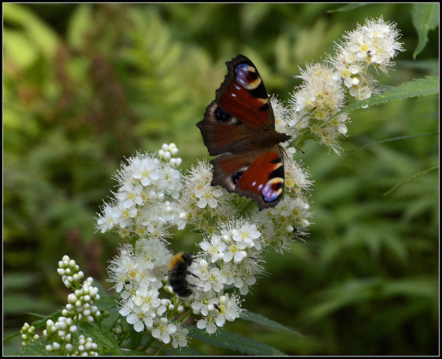Павлиний глаз. - Aleksandr Gal